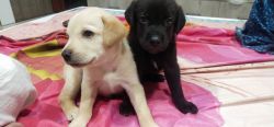 1month Old Lab Puppies