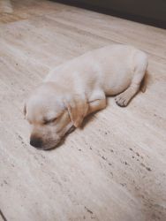 Labrador retriever for sale