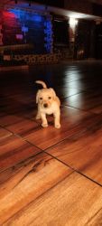 Sale my little cute Labrador Female puppy