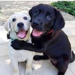 Beautiful Labrador retrievers for sale