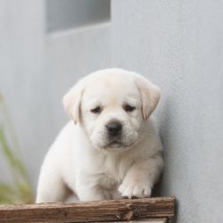 Labrador retriever puppy sell