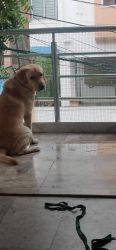 2 years old Lab on sale