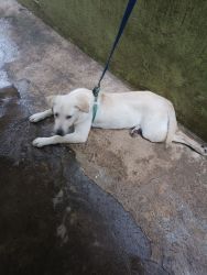 Lab puppy fully vaccinated fawn for sale 5months old