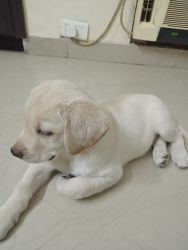 Labrador puppy for adoption