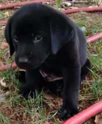 Labrador Retriever Puppies for sale