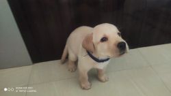 Cute Labrador Retriever puppies available