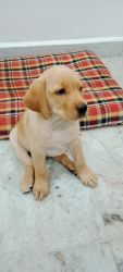 Labrador retriever pure puppy 60 days puppy price negotiable