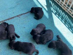 Pure bred black lab puppies