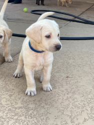 Labrador Puppies AKC