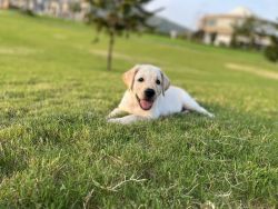2 months old female Labrador puppy for sale