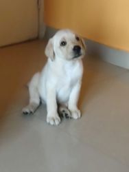 Labrador retriever male puppy for sale