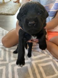 Lab mix puppies for sale