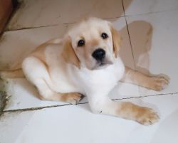 Labrador puppy dog for sale