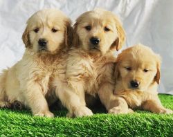 Labrador Retriever Puppies Available for sale.