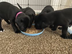 Black Lab puppies
