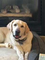 Adult Labrador - Good Home Needed