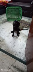Labrador black dog is available
