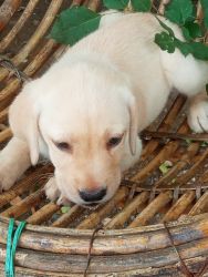 Labrador retriever puppies sell