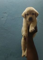 Labrador puppy male 2 month old for sale
