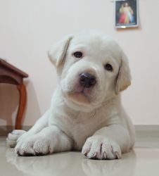 Labrador Puppies For SALE !!