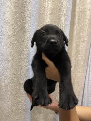 Black Labrador Male