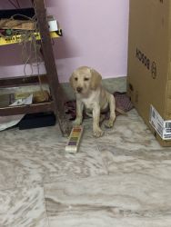 Active puppy and one vaccination done