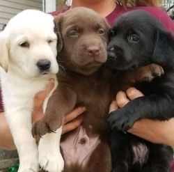 Lovely Labrador Retriever puppies