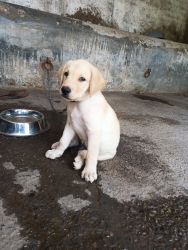 3 months Labrador puppy