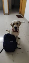 Labrador 1.5 years looking for new home