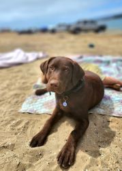 Chocolate lab Male AKC registered