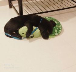 Labrador Puppy for Adoption
