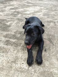 Labrador black puppy