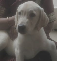 Labrador puppy selling. Only 3 month old , white and brown in color