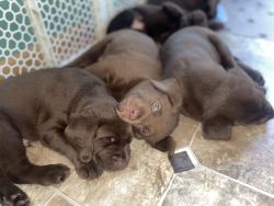 Chocolate lab puppies for sale!