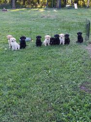 AKC lab puppies forsale
