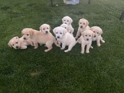 7 weeks old English lab/Golden Retriever Puppies