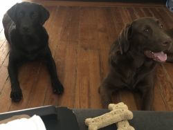 2 Loving Labradors