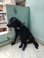 Labrador black colour 11 months old