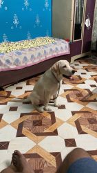 Labrador Puppy for Sale with all Accessories
