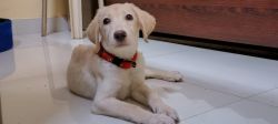 Want to sell lab puppy