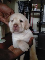 Lab puppies available with out kci