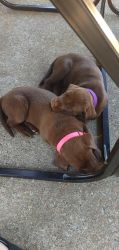 Two female chocolate lab puppies