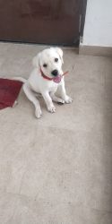 Labrador Puppy for Sale | Healthy 3 Months old puppy