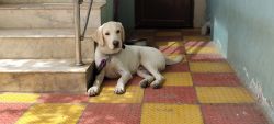 6 months old healthy lab for sale with all vaccine done
