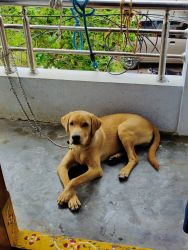 I Need to sell 8 months lab,so friendly nature