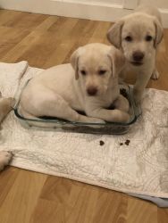 Gorgeous AKC YELLOW Labrador Retriever pups