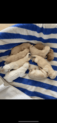 Beautiful Yellow Labrador Puppies for Sale