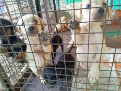 7 Puppies for sale