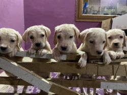 Labrador puppies are for sale!