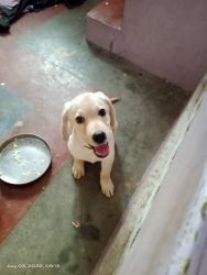 THREE MONTH LABRADOR FEMALE PUPPY AVAILABLE